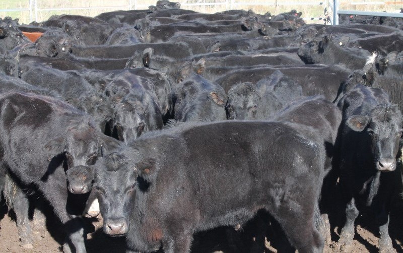 Black Angus feeders for sale